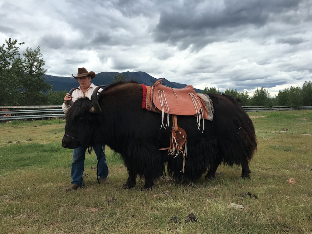 Yak: Alaska’s New Red Meat | Edible Alaska